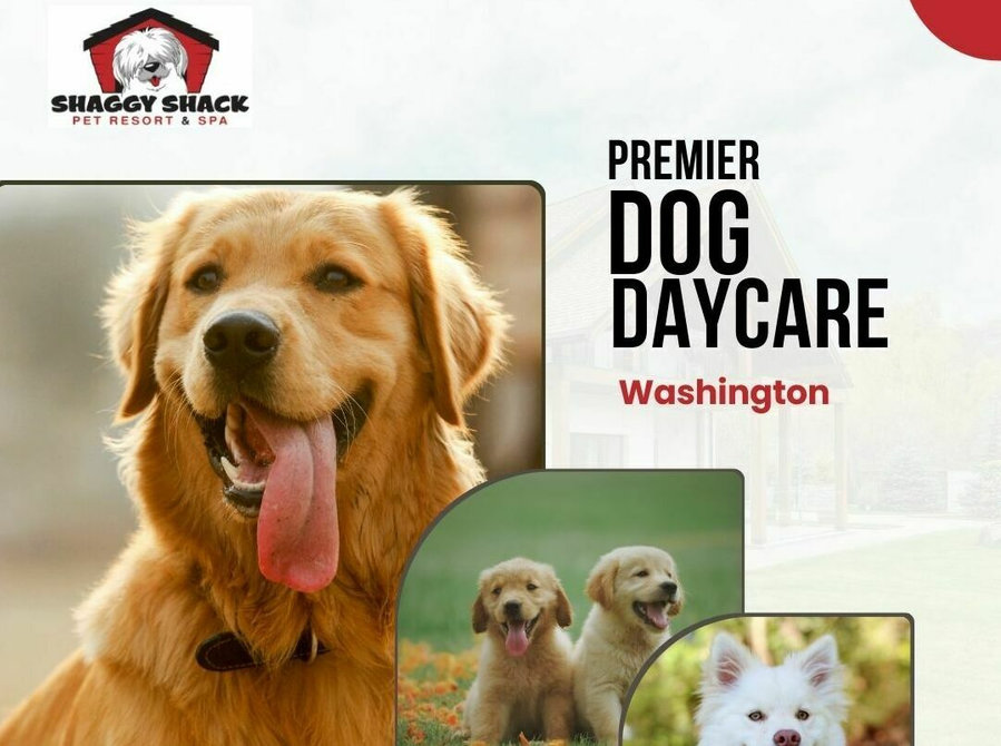 Premier Dog Daycare Services in Spanaway, Wa - Services: Other