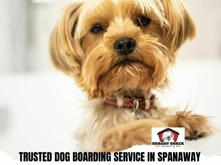 Trusted Dog Boarding Service in Spanaway - Book Now - غيرها