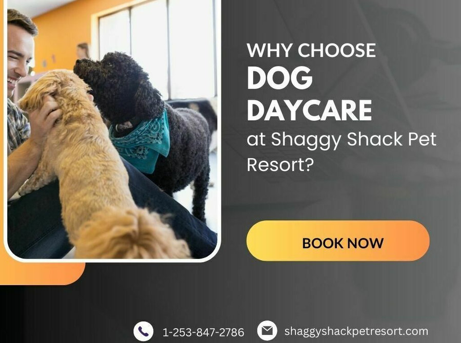 Why Choose Dog Daycare at Shaggy Shack Pet Resort? - Services: Other