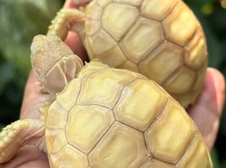 Baby sulcata tortoises - 宠物/动物
