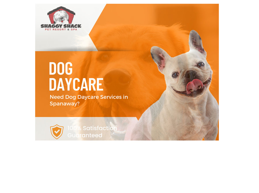 Need Dog Daycare Services in Spanaway? - Services: Other